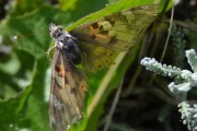 CSC_0103