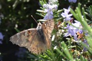 CSC_0107