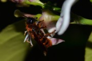 CSC_0152
