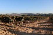 2018_10_raventos_bodega_007