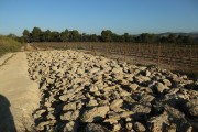 2018_10_raventos_bodega_011