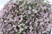 2018_08_colindres_showc_082