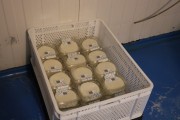 2024_07_cudana_cheese_030