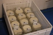 2024_07_cudana_cheese_031