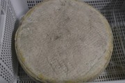 2024_07_cudana_cheese_044