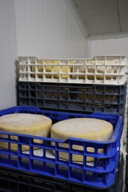 2024_07_cudana_cheese_050
