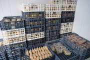 2024_07_cudana_cheese_059
