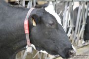 2013_12_leche_cudana_005