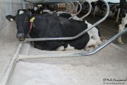 2013_12_leche_cudana_022