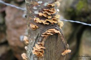 camino_cascadas_lamina_006
