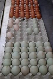 2019_03_market_009