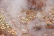 coci_IMG_9938