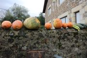 IMG_0391