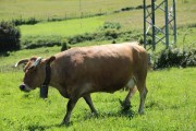 2018_07_lejuca_front_032
