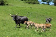 2018_07_lejuca_front_045