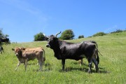 2018_07_lejuca_front_046