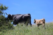 2018_07_lejuca_front_050