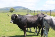 2018_07_lejuca_front_059