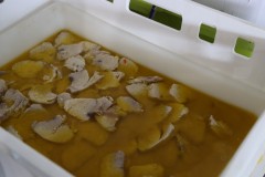 2019_09_cofradia_sanjuan_030_mulecarajonero
