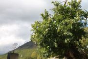 IMG_0131