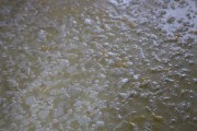 2021_08_queso_pasto_029