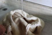 callos_cubas_001