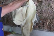 callos_cubas_003
