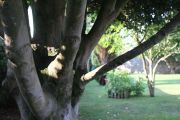 2012_09_ventresca_cubas_010