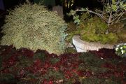 fiesta_necora_2013_034