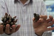 2014_05_anchoa_comida_038