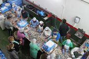 2014_05_anchoa_elaborancion_006
