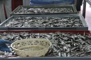 2014_05_anchoa_elaborancion_007