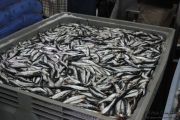 2014_05_anchoa_elaborancion_008
