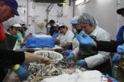 2014_05_anchoa_elaborancion_010
