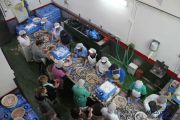 2014_05_anchoa_elaborancion_013