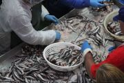 2014_05_anchoa_elaborancion_014