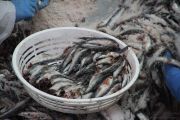 2014_05_anchoa_elaborancion_015