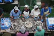 2014_05_anchoa_elaborancion_016