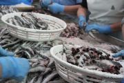 2014_05_anchoa_elaborancion_018