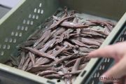 2014_05_anchoa_elaborancion_026