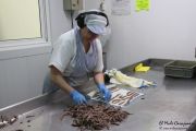 2014_05_anchoa_elaborancion_027