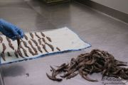 2014_05_anchoa_elaborancion_028