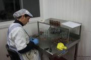 2014_05_anchoa_elaborancion_031