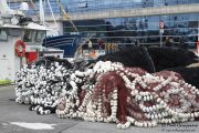 2014_05_anchoa_descarga_006