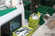 2014_05_anchoa_descarga_008