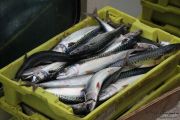 2014_05_anchoa_descarga_009