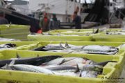 2014_05_anchoa_descarga_012