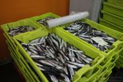 2014_05_anchoa_descarga_019