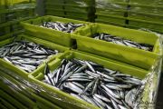 2014_05_anchoa_descarga_020