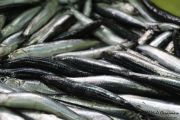 2014_05_anchoa_descarga_022